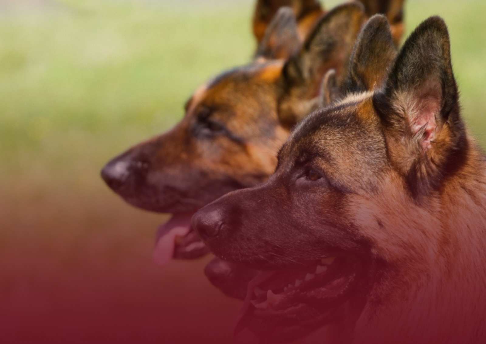 Segurança canina